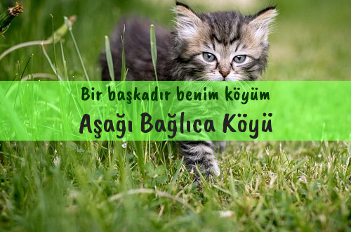 Aşağı Bağlıca Köyü